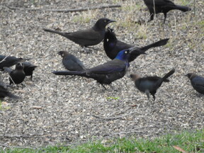Grackle time