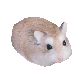 Roborovski hamster